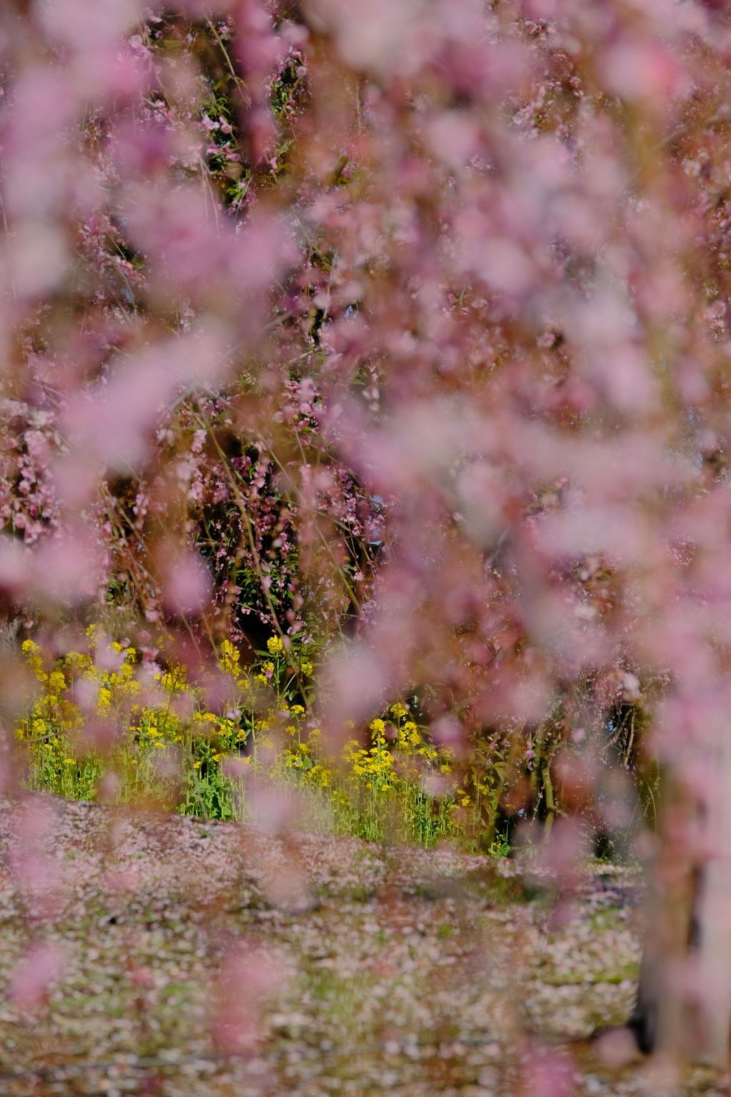 枝垂れ梅と菜の花