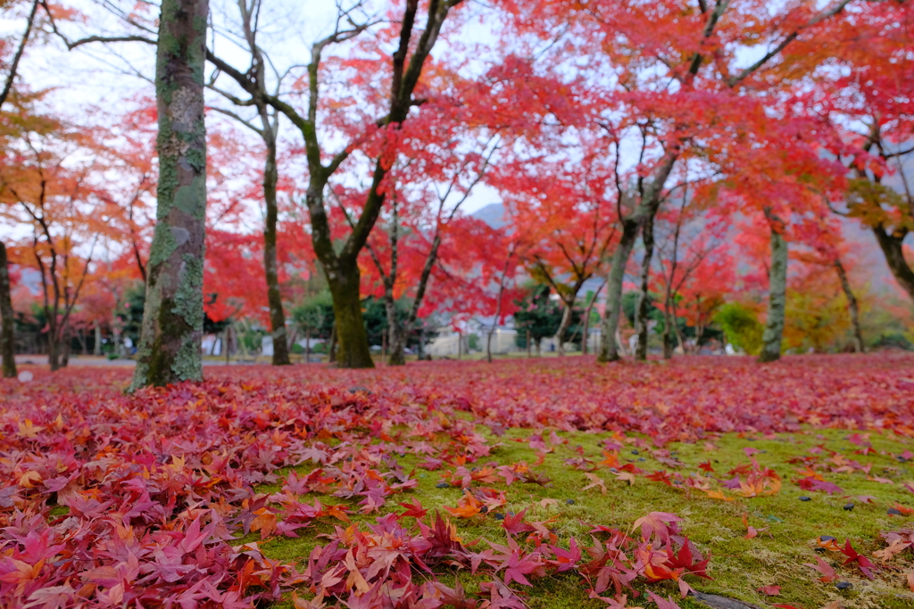 嵐山の紅葉