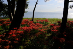 源氏浜の彼岸花