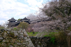 郡山城跡の桜