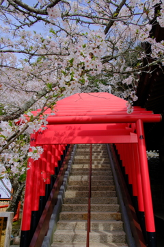 紀三井寺の桜
