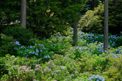 花園あじさい園