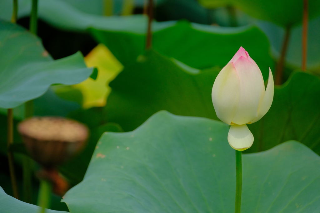 Lotus