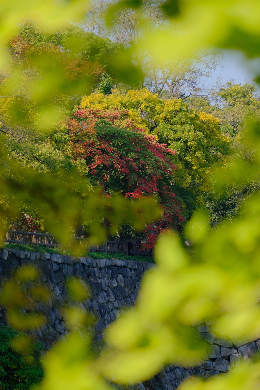 大阪城公園の紅葉