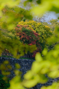 大阪城公園の紅葉