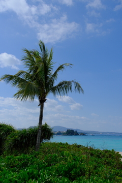 ヤシの木のある景色