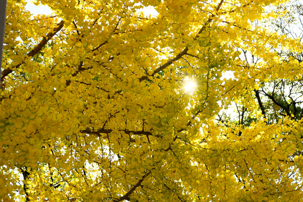 大阪城公園の紅葉