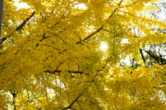 大阪城公園の紅葉