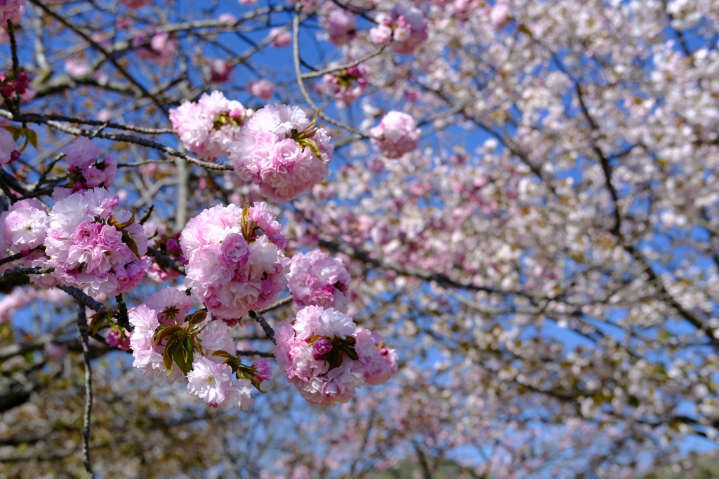 やなせ苑桜づつみの桜