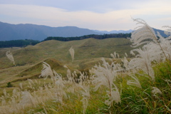 砥峰高原のススキ