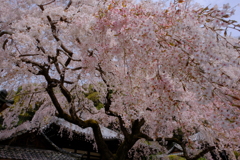 地福寺・子安地蔵尊のしだれ桜