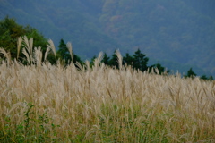 岩湧山のススキ