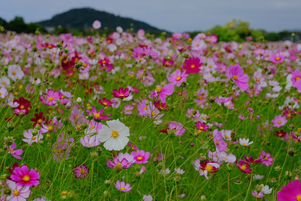 藤原宮跡の秋桜