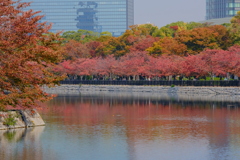 大阪城公園の紅葉
