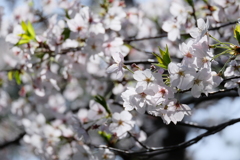 夙川公園の桜