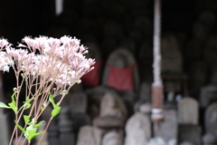 佛光寺の藤袴