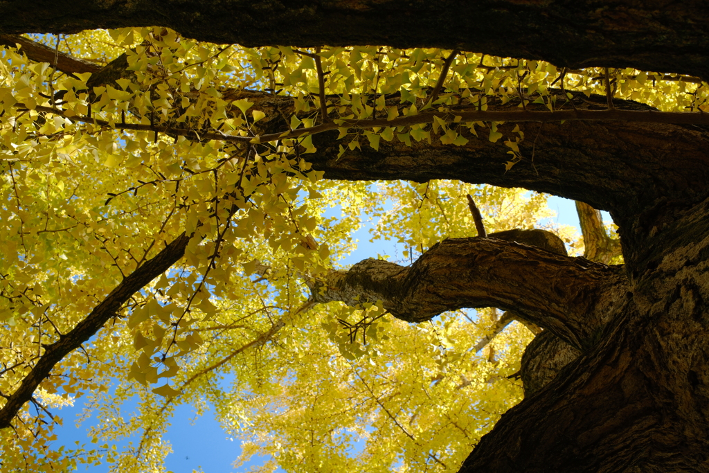 イチョウ紅葉