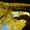 イチョウ紅葉