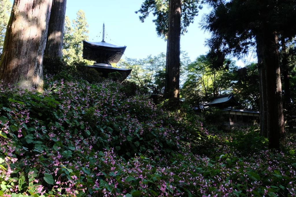 岩湧寺の秋海棠
