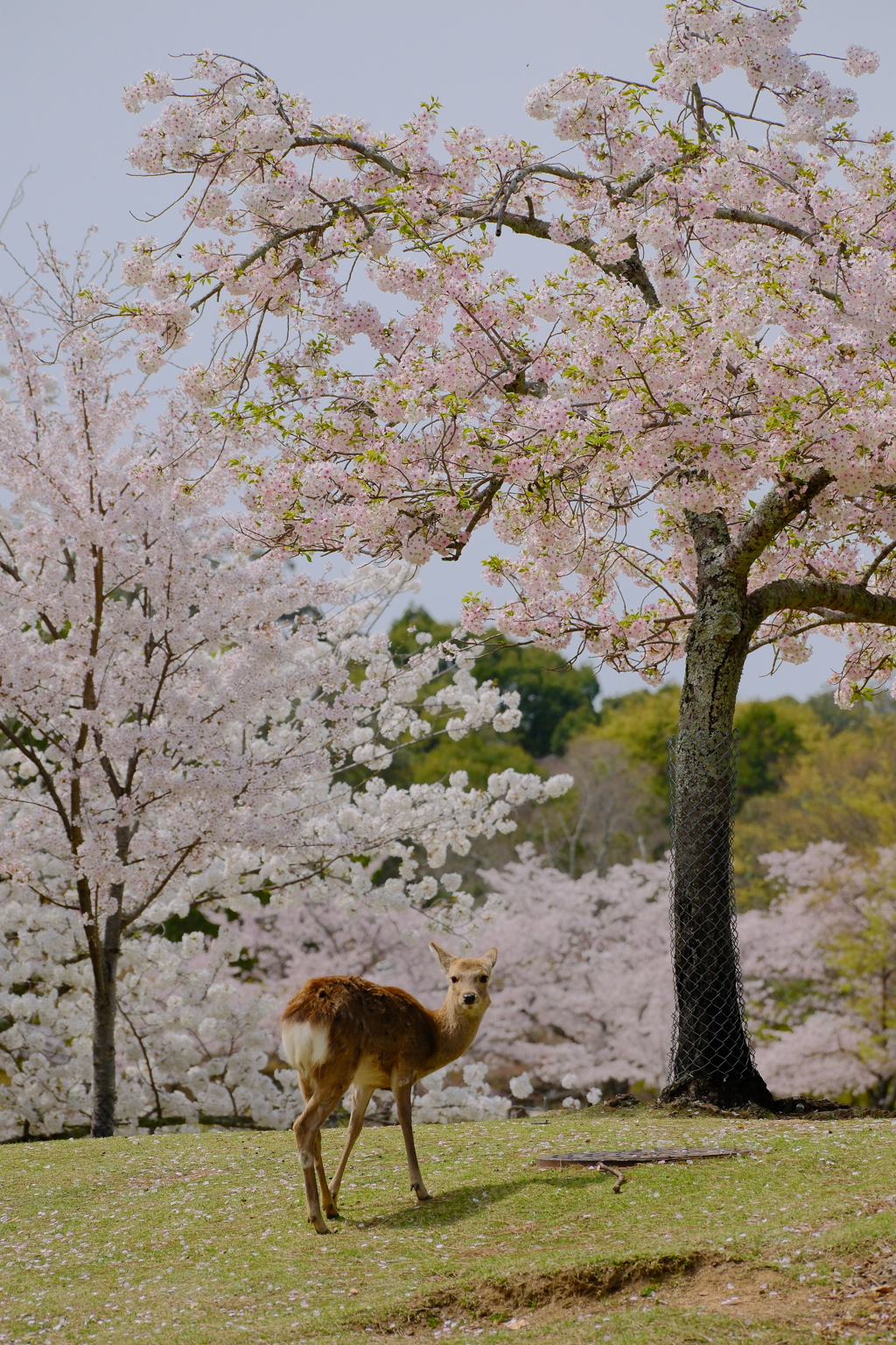 桜鹿