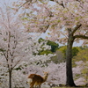 桜鹿