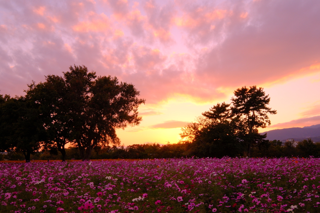 夕暮れのコスモス