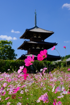 法起寺のコスモス