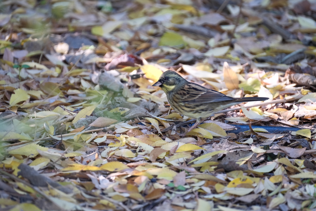 今日の鳥果;アオジ