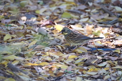今日の鳥果;アオジ