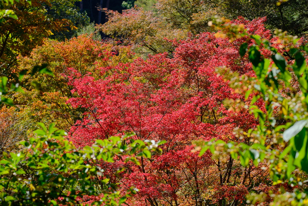 森林植物園の秋