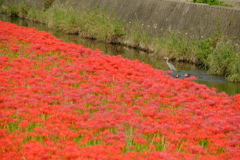 矢勝川堤の彼岸花