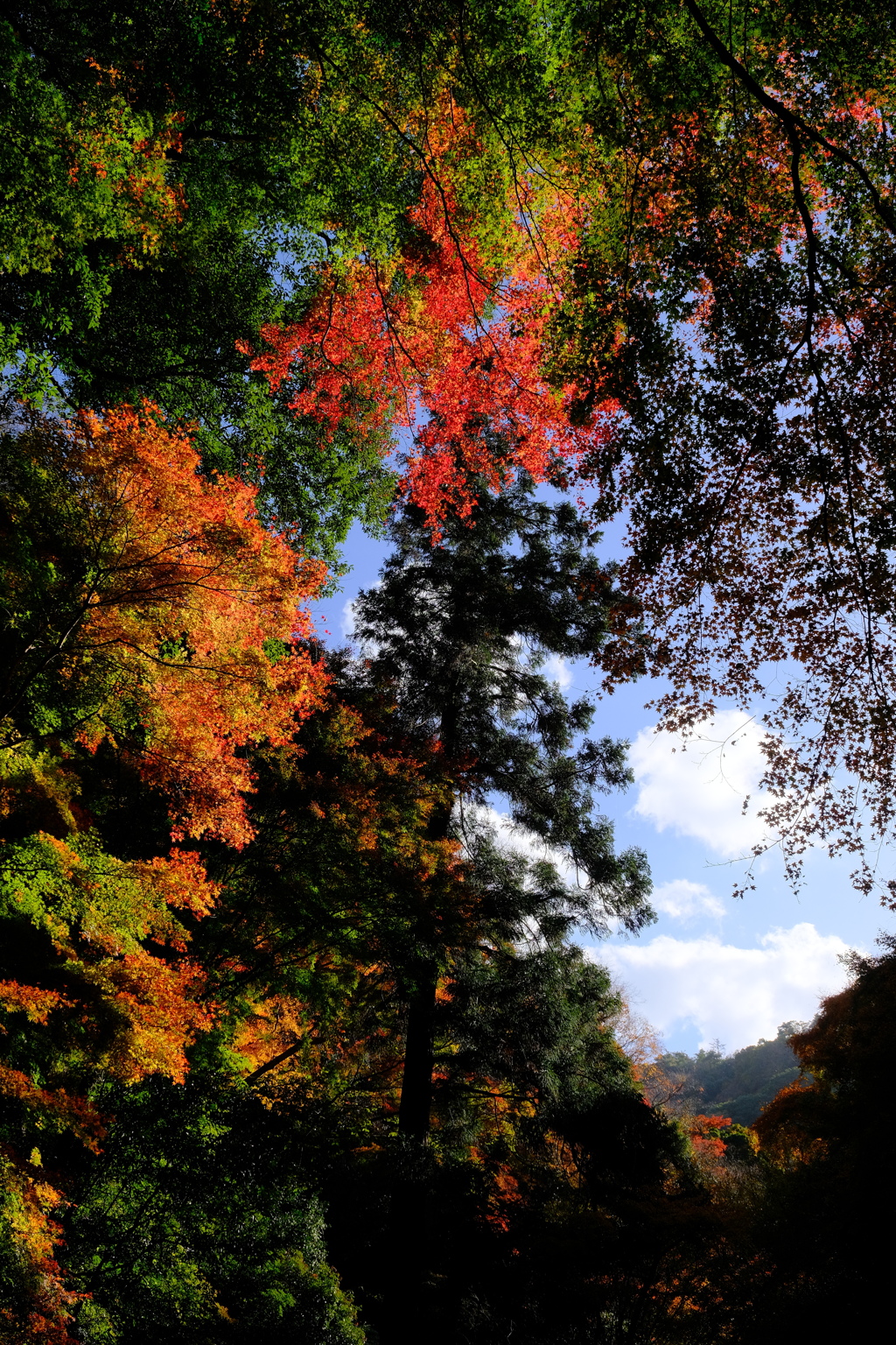 箕面公園の紅葉