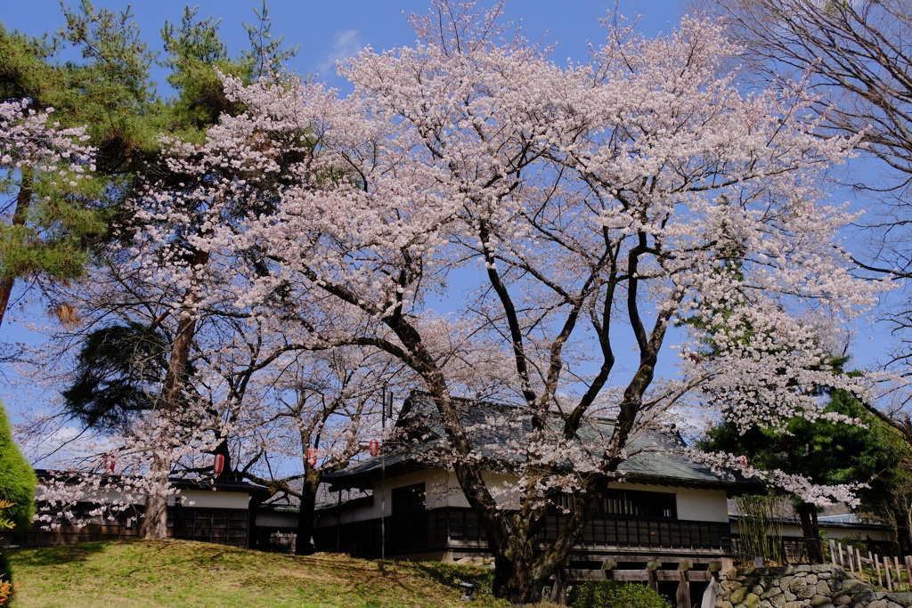 高島城の桜