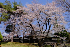 高島城の桜