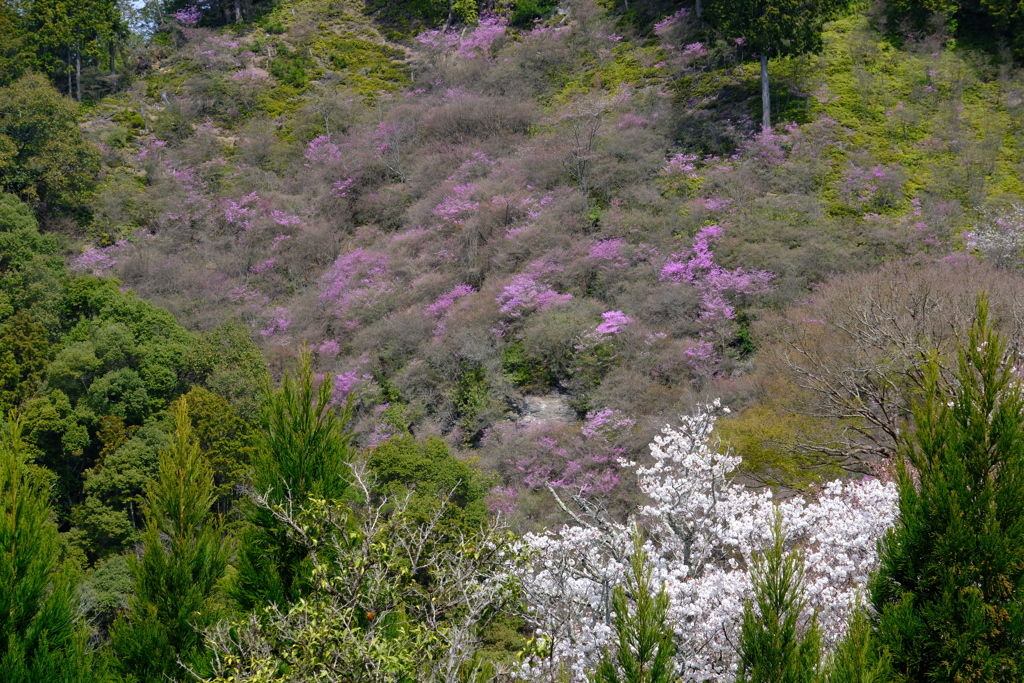 西明寺のミツバツツジと桜