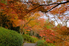 嵐山の紅葉