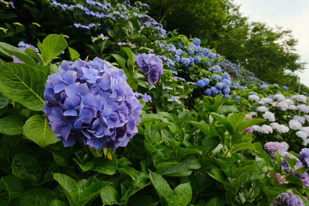 紫陽花