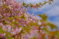 河津桜は葉桜に