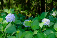 紫陽花