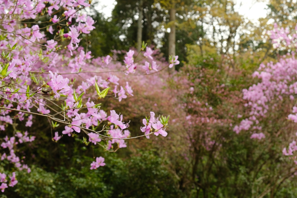 石山寺のつつじ