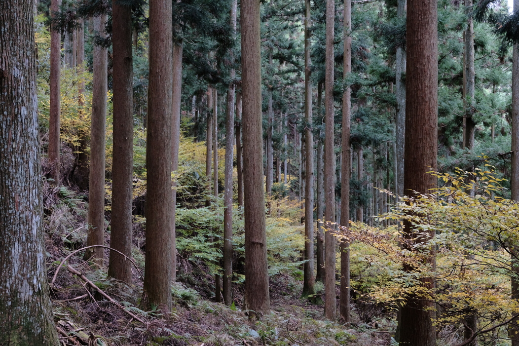 吉野の紅葉