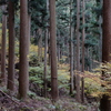 吉野の紅葉