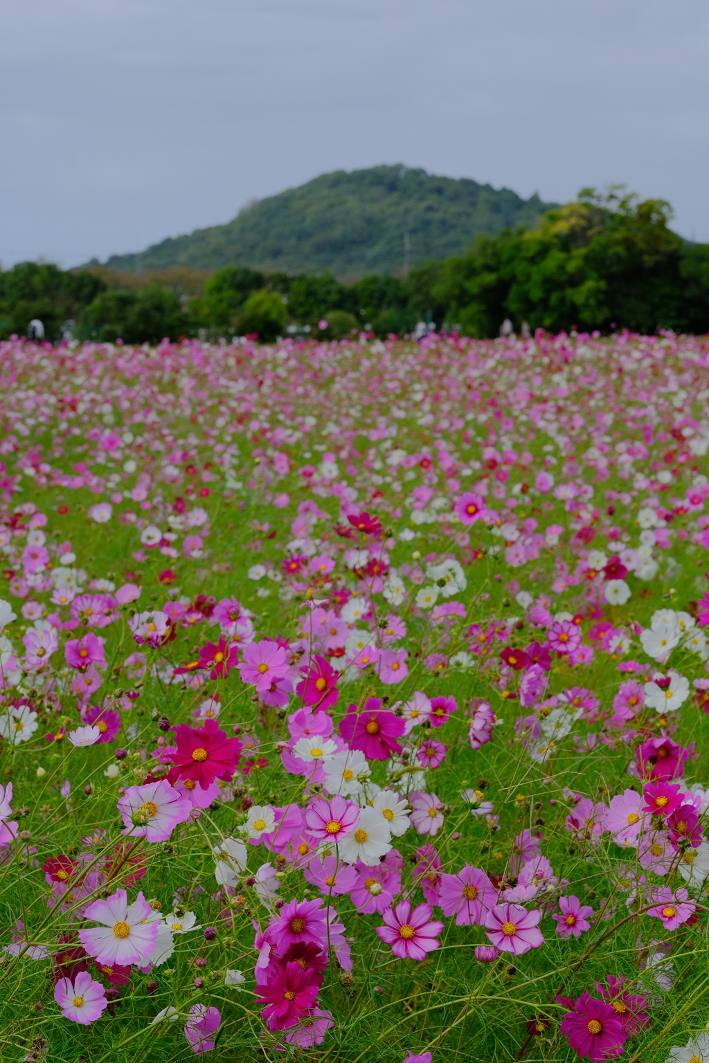 藤原宮跡の秋桜