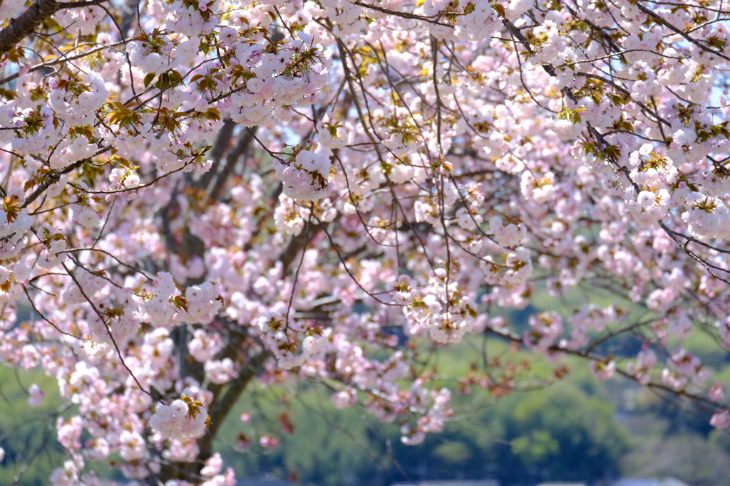 やなせ苑桜づつみの桜