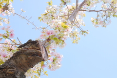 柴島浄水場桜並木通り抜け