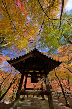 大威徳寺の紅葉