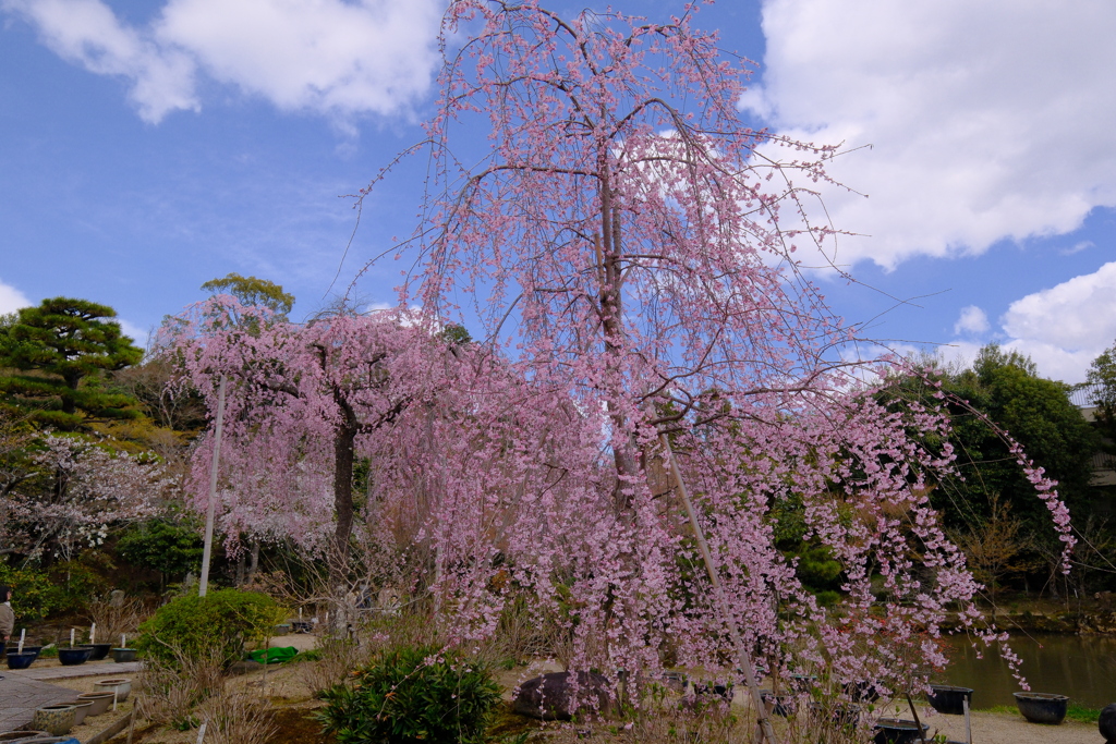 法金剛院の枝垂れ桜