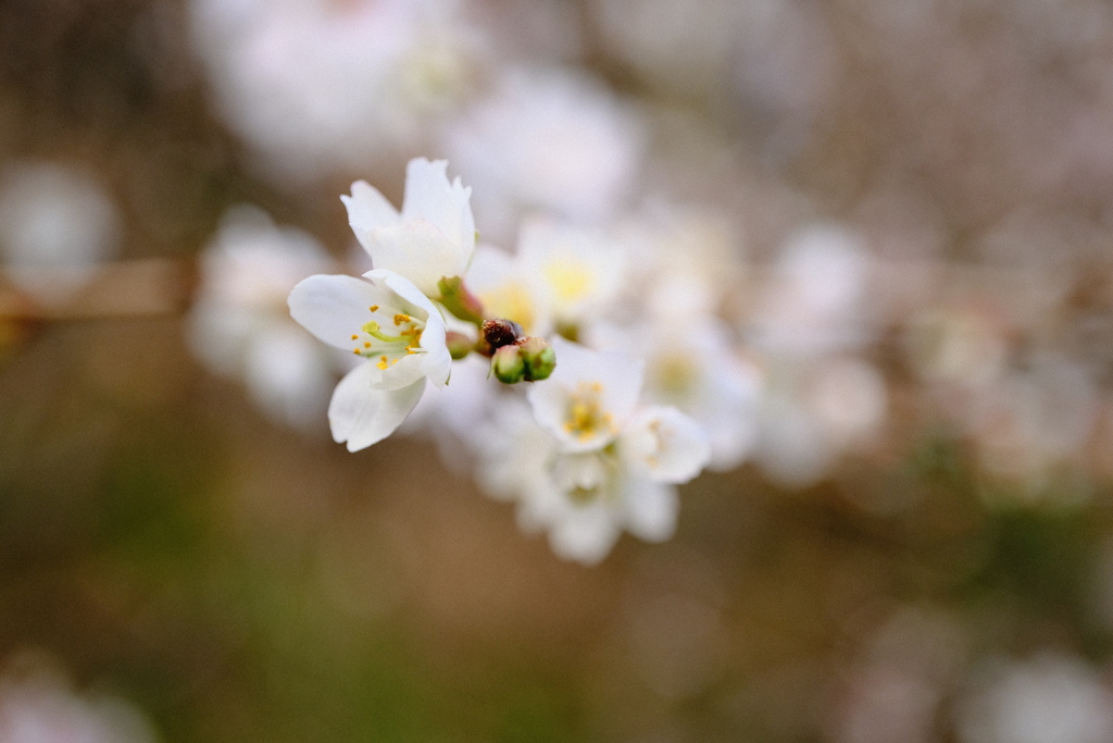 冬桜