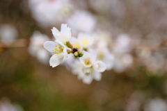 冬桜