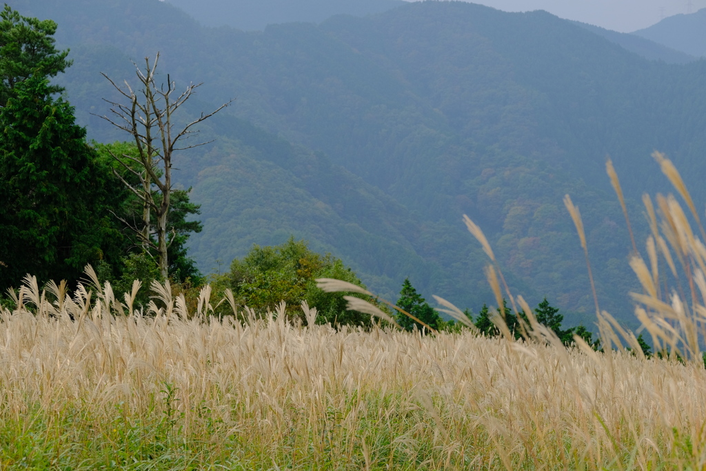 岩湧山のススキ